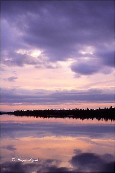 Damant Lake Barrenlands 106 by Dr. Wayne Lynch &copy;
